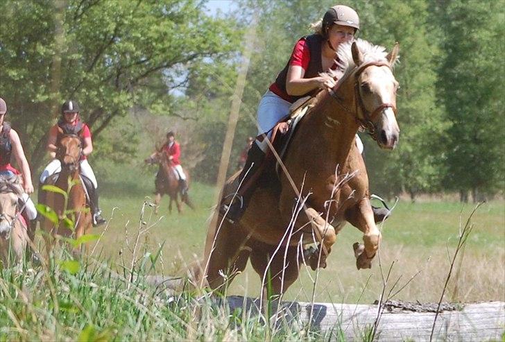 Palomino Rudolph's Cheyenne - Jagt på Harrild hede billede 1
