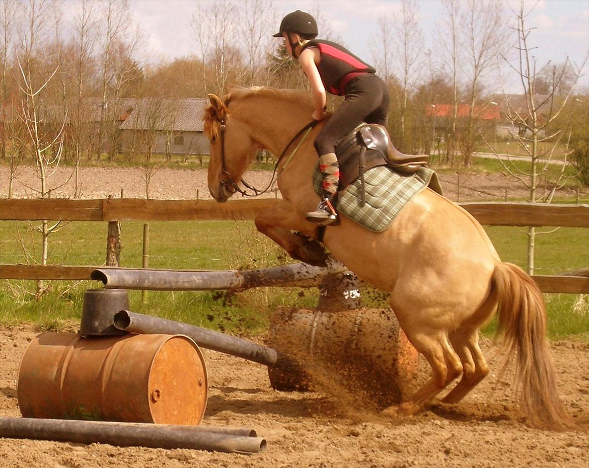 Anden særlig race Golden Dane aka. Bailey - Første gang vi sprang højt! :) 
April 2008 billede 6