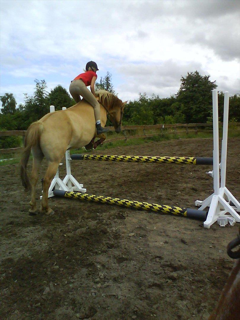 Anden særlig race Golden Dane aka. Bailey - Vi glemte vist sadlen :I
Juli 2008 billede 11