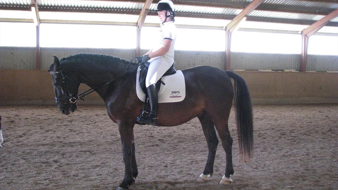 Anden særlig race Mosegaards El Diablo billede 4