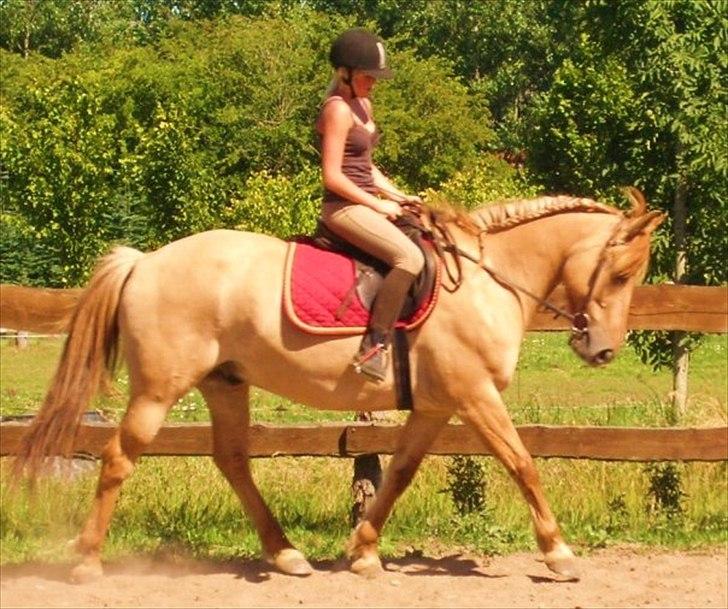 Anden særlig race Golden Dane aka. Bailey - Første gang vi red dressur!
dato ukendt, men ca. her i tid :) billede 12