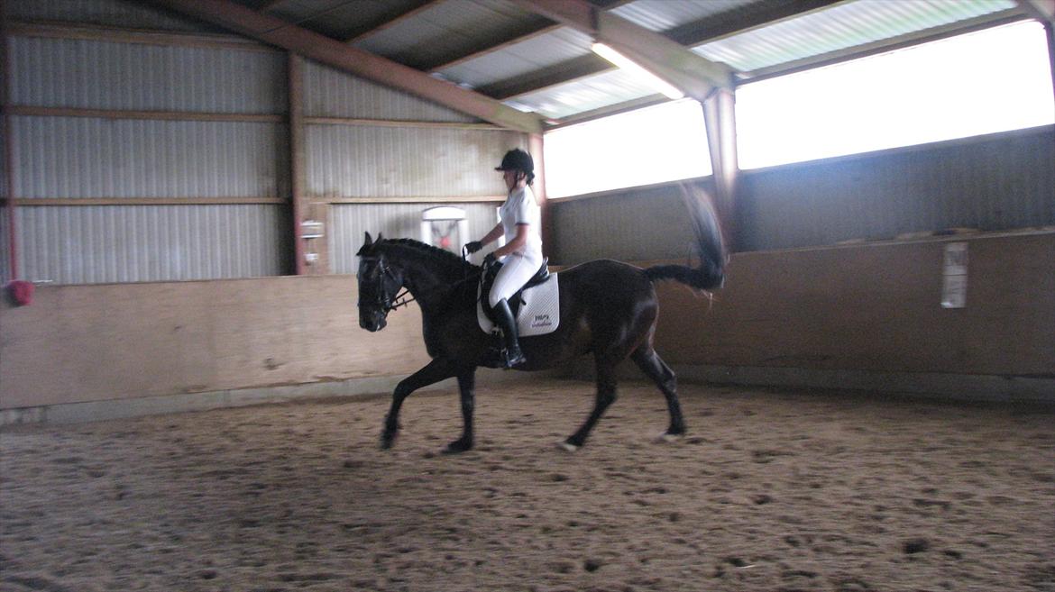 Anden særlig race Mosegaards El Diablo billede 13