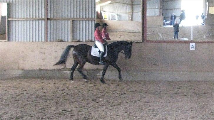 Anden særlig race Mosegaards El Diablo billede 6