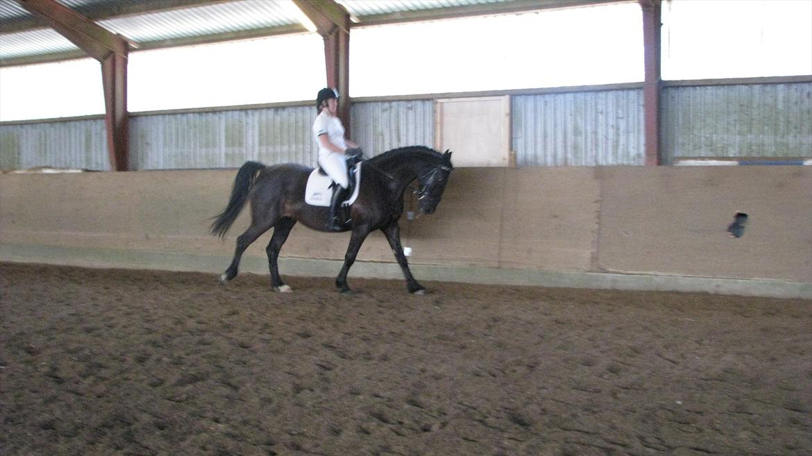 Anden særlig race Mosegaards El Diablo billede 11