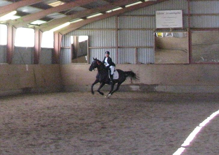 Anden særlig race Mosegaards El Diablo - Æresrunde!♥ billede 8