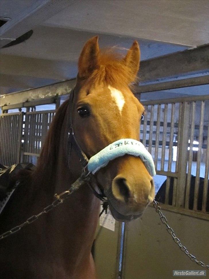 Arabisk fuldblod (OX) *Amedah* <3 *SOLGT* - taget af gamle låner (Camilla) billede 9