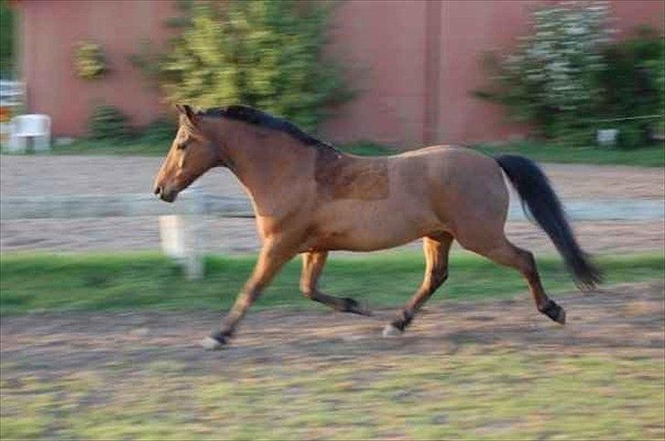 Anden særlig race Skipper billede 9