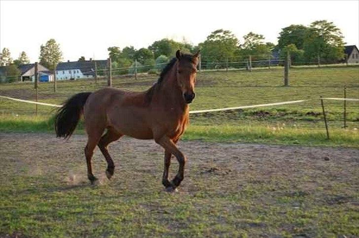 Anden særlig race Skipper billede 1