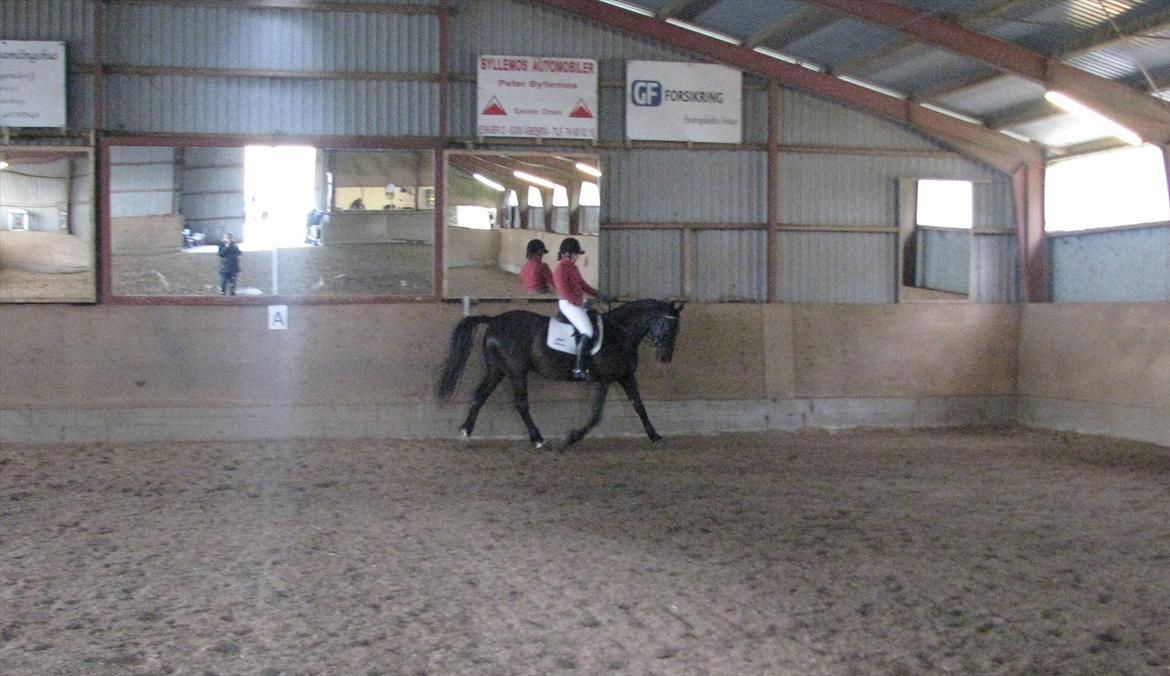 Anden særlig race Mosegaards El Diablo billede 14