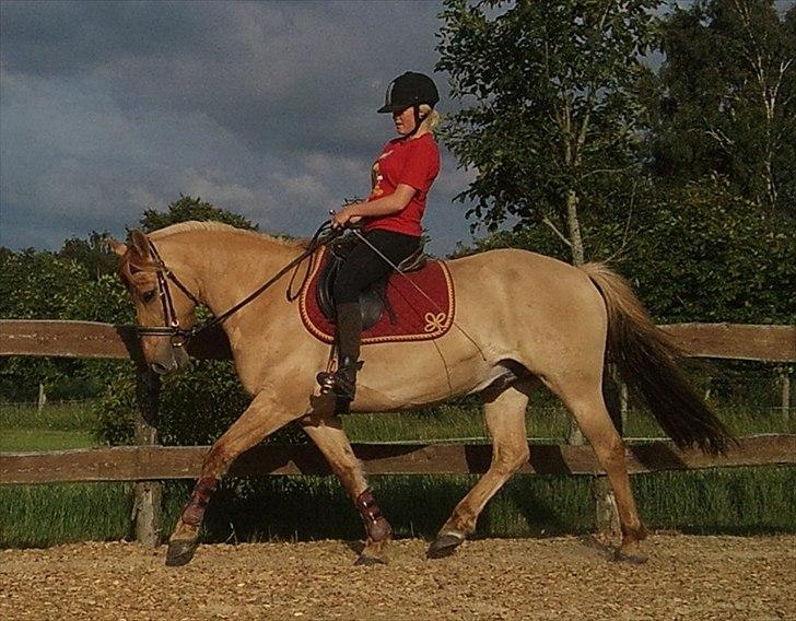 Anden særlig race Golden Dane aka. Bailey - Dressur efter efterskolen. Kæft han gik godt<3
Juni 2010 billede 18