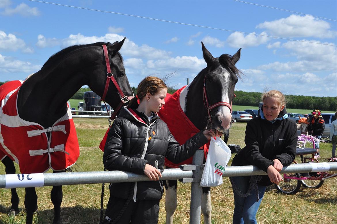 Barockpinto Dakota <3 - Gl. Estrup - 2012 <3 billede 11