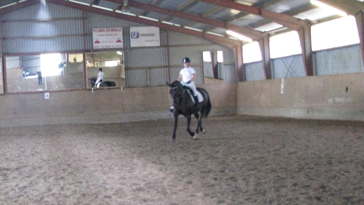 Anden særlig race Mosegaards El Diablo - Middeltrav ♥ billede 15