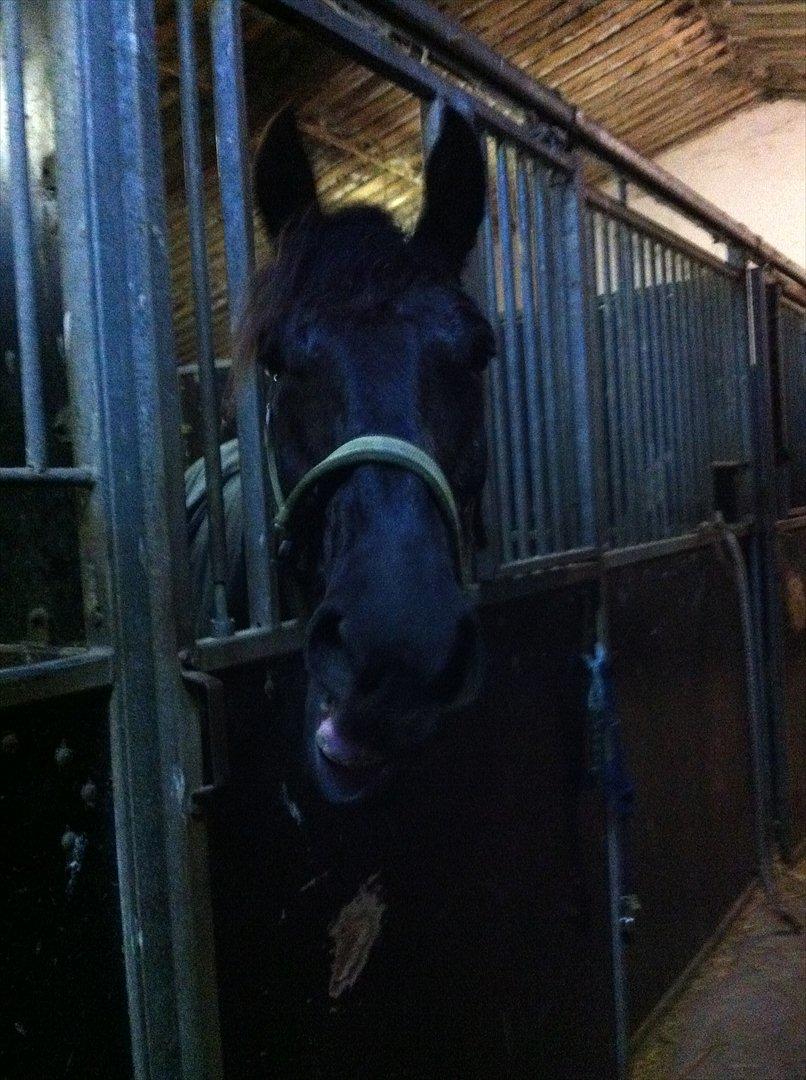 Anden særlig race Mosegaards El Diablo billede 7