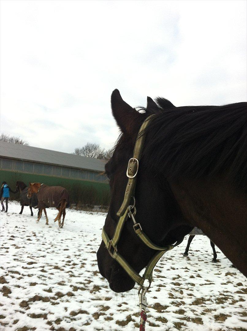 Anden særlig race Mosegaards El Diablo billede 16