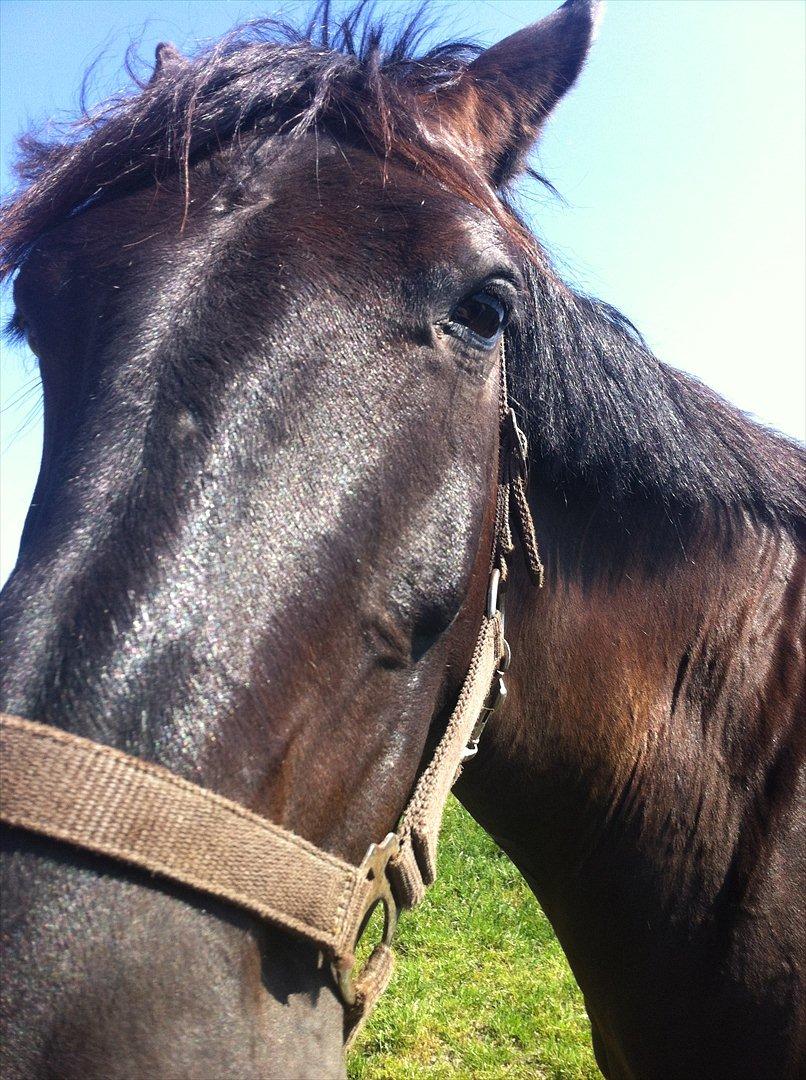 Anden særlig race Mosegaards El Diablo billede 17