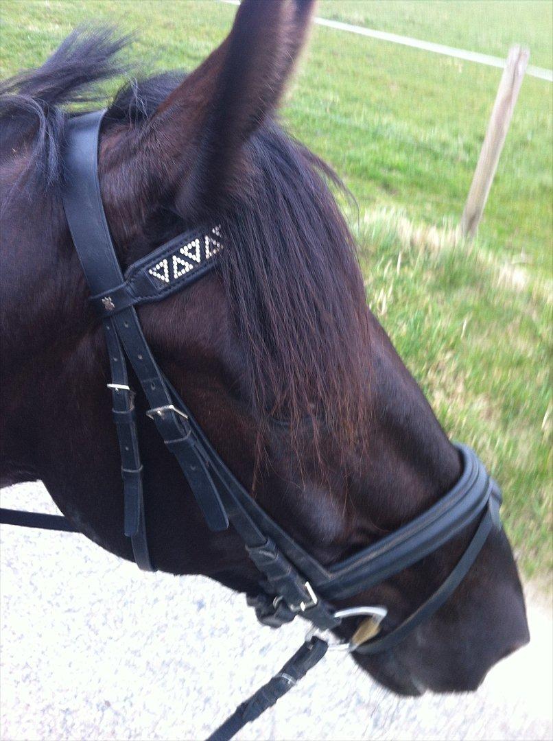 Anden særlig race Mosegaards El Diablo billede 12