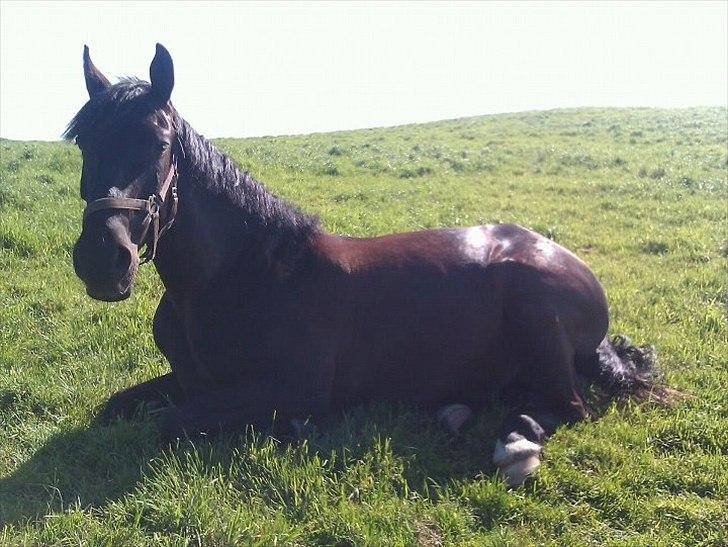 Anden særlig race Mosegaards El Diablo billede 1