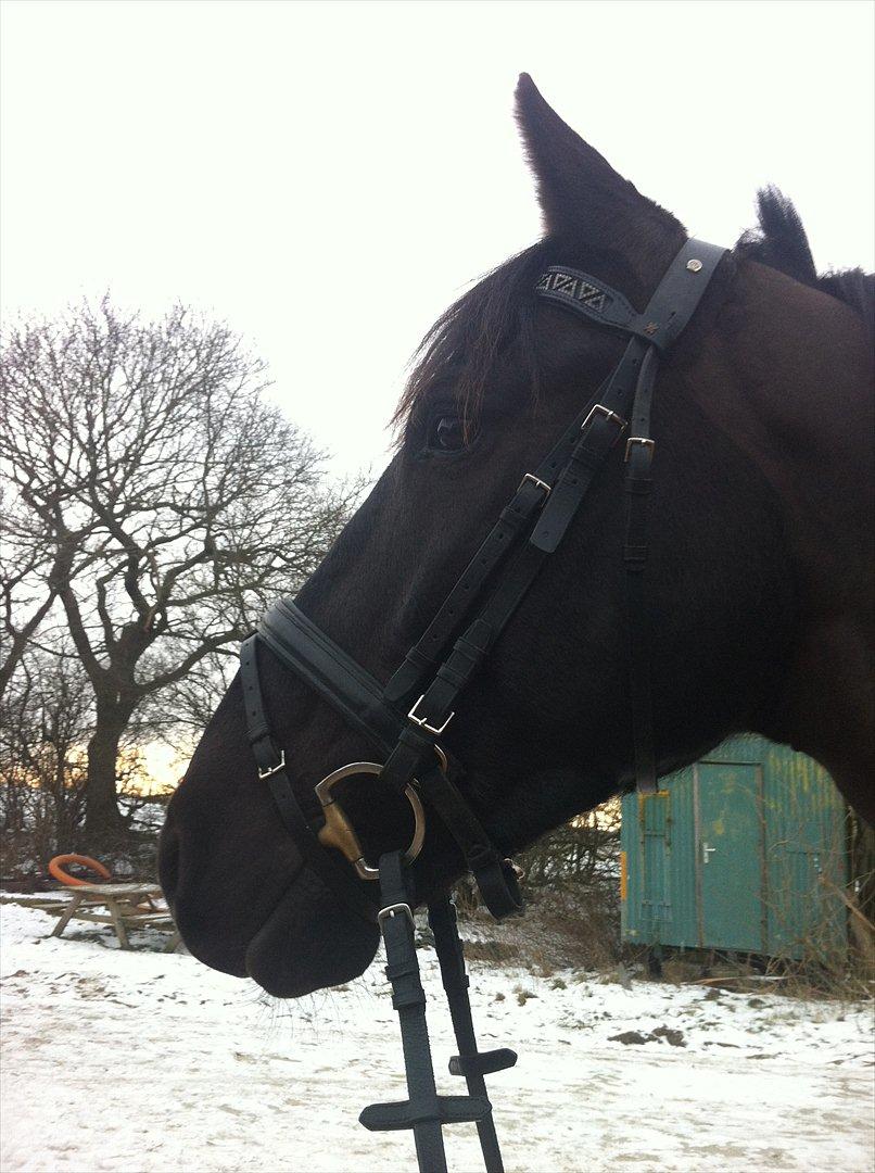 Anden særlig race Mosegaards El Diablo billede 5