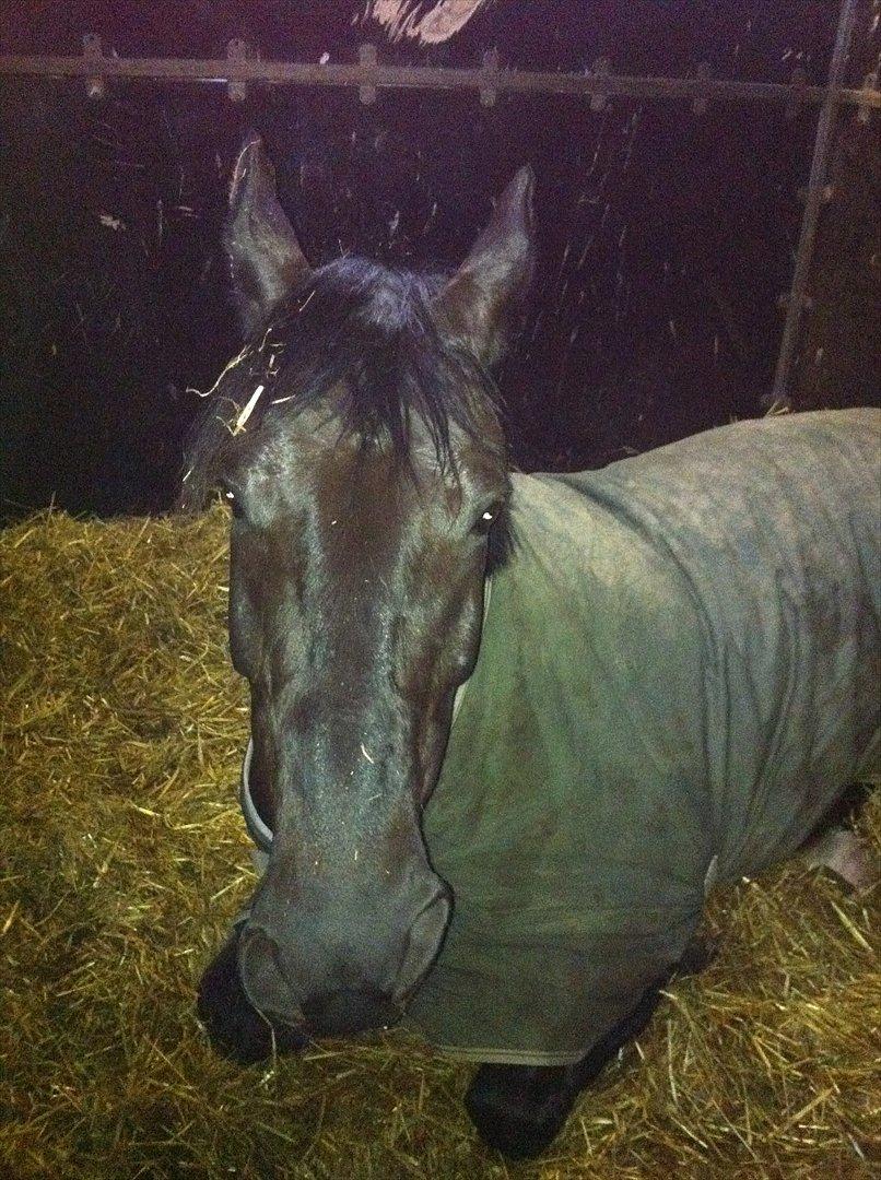 Anden særlig race Mosegaards El Diablo billede 18