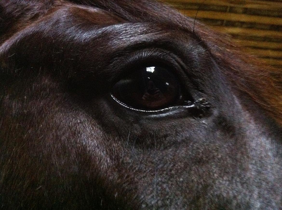 Anden særlig race Mosegaards El Diablo billede 9