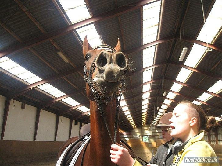 Anden særlig race Potter  billede 13