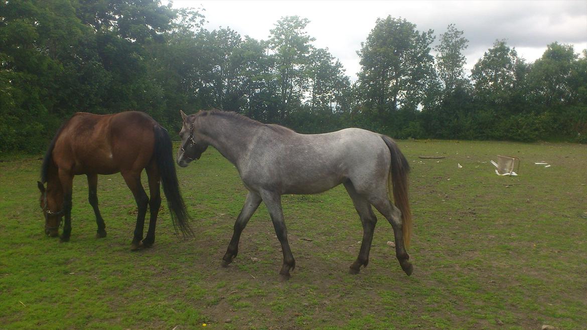 Welsh Pony (sec B) Mirain Talisman billede 1