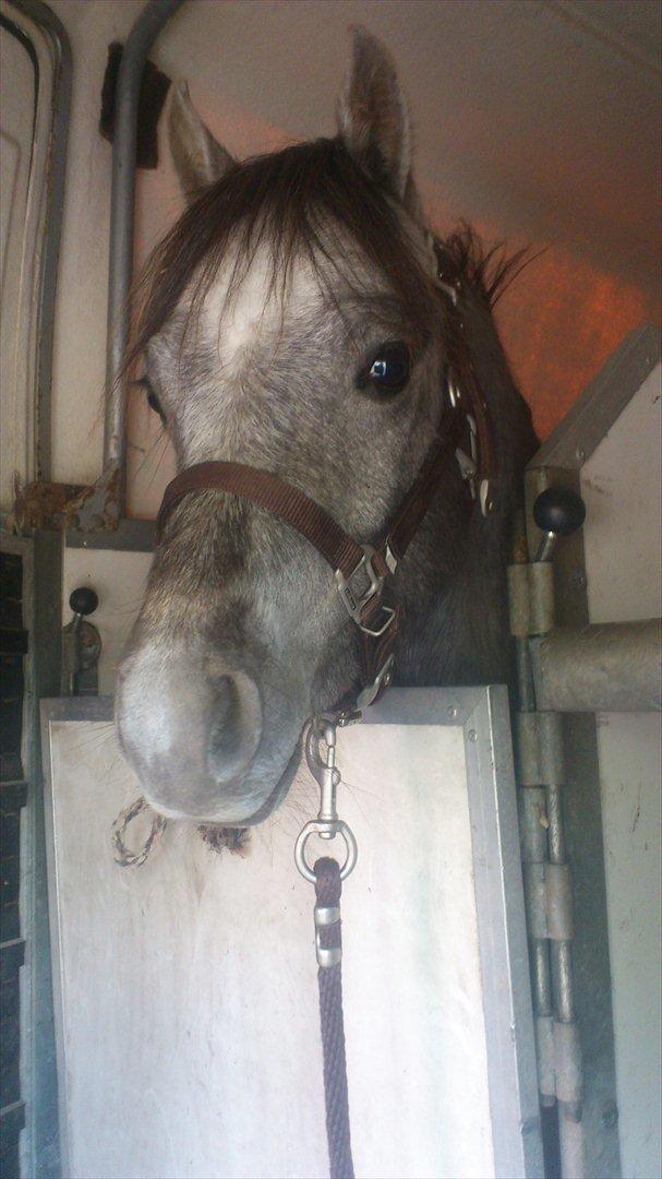 Welsh Pony (sec B) Mirain Talisman billede 2