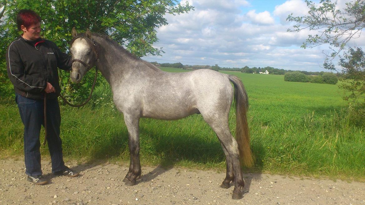 Welsh Pony (sec B) Mirain Talisman billede 3