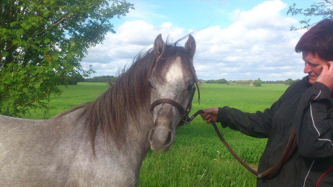 Welsh Pony (sec B) Mirain Talisman billede 4