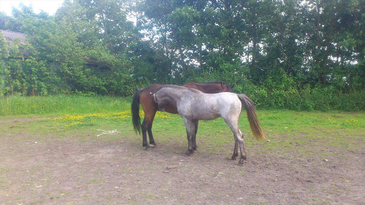 Welsh Pony (sec B) Mirain Talisman billede 5