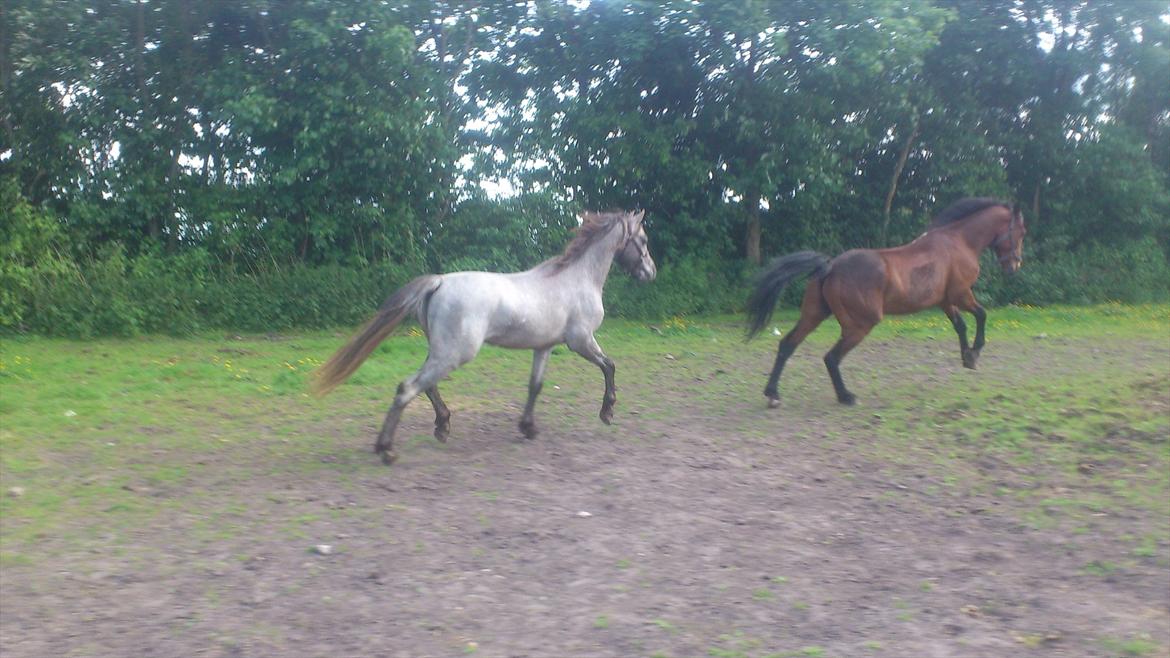 Welsh Pony (sec B) Mirain Talisman billede 6