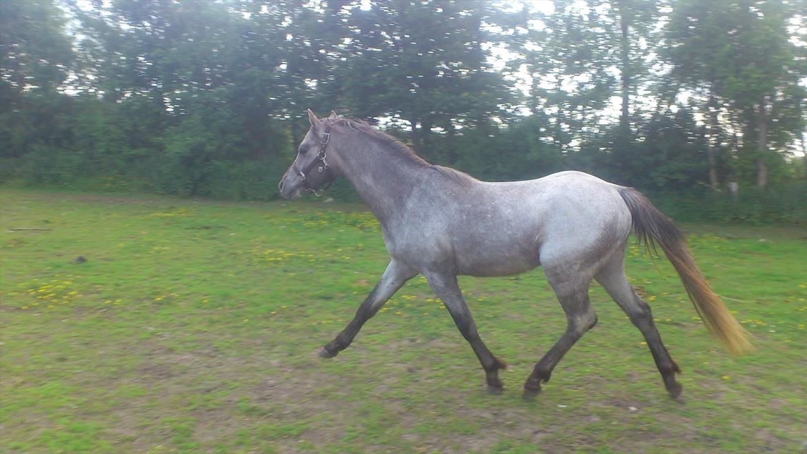 Welsh Pony (sec B) Mirain Talisman billede 7