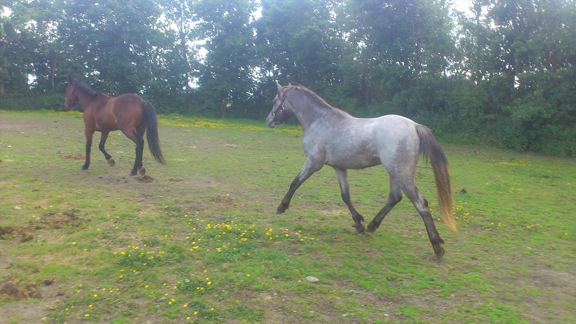 Welsh Pony (sec B) Mirain Talisman billede 8