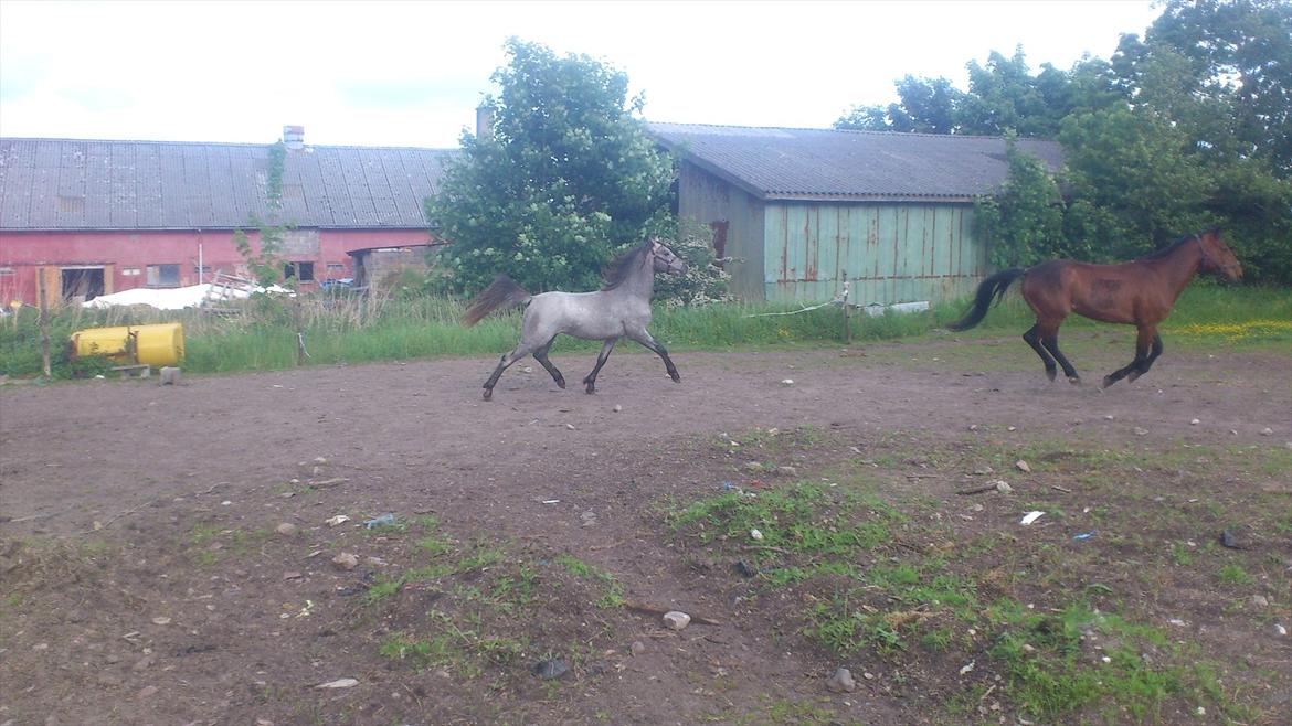 Welsh Pony (sec B) Mirain Talisman billede 9