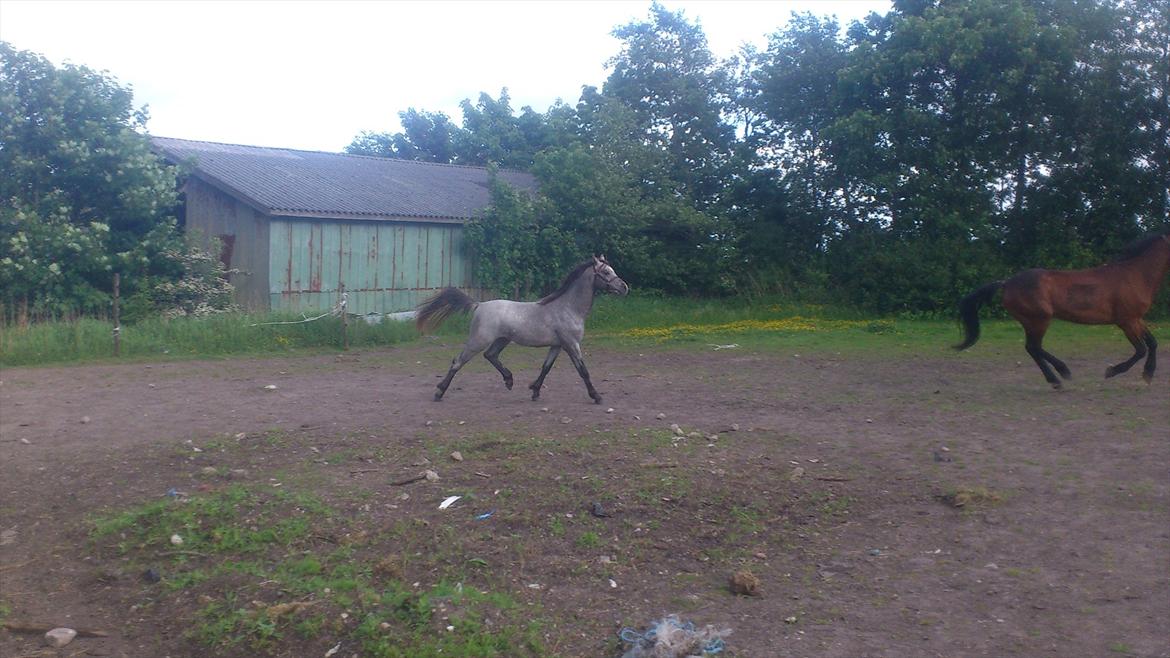 Welsh Pony (sec B) Mirain Talisman billede 10