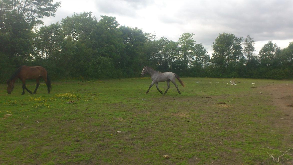 Welsh Pony (sec B) Mirain Talisman billede 11