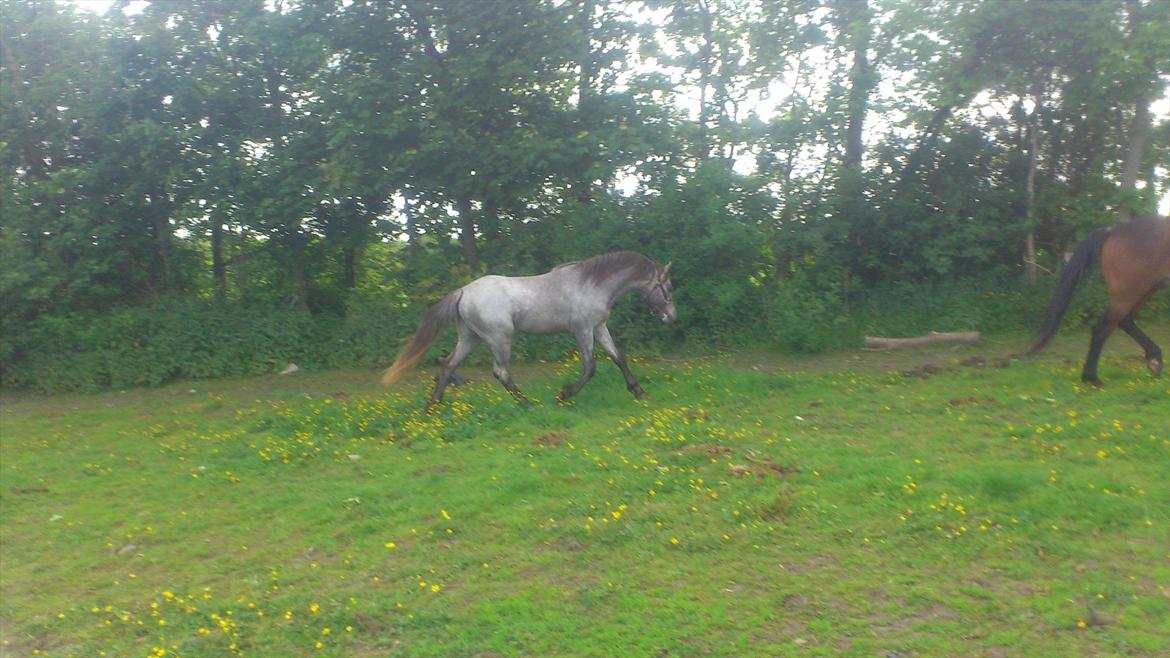 Welsh Pony (sec B) Mirain Talisman billede 12