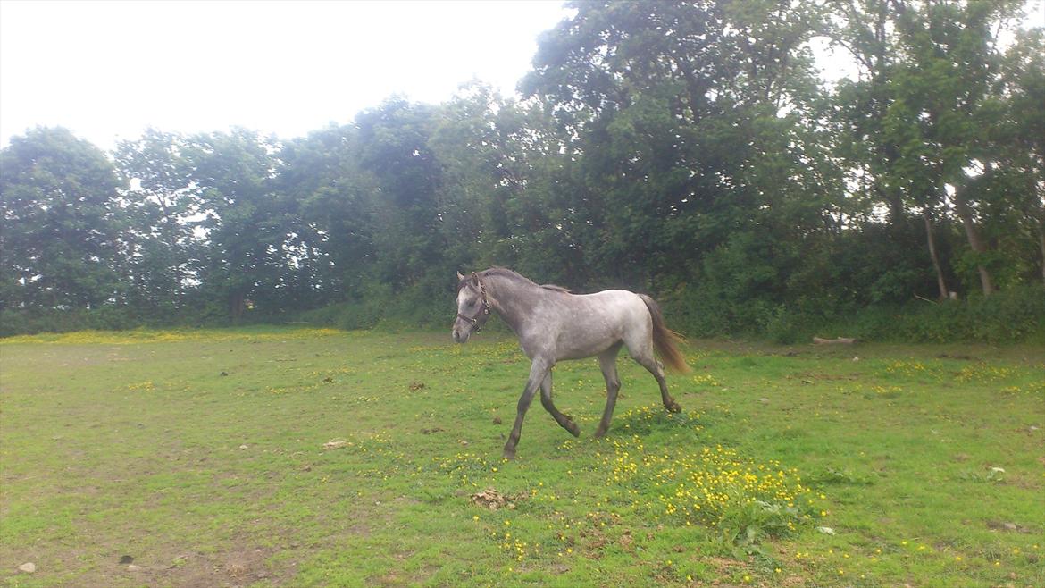 Welsh Pony (sec B) Mirain Talisman billede 13