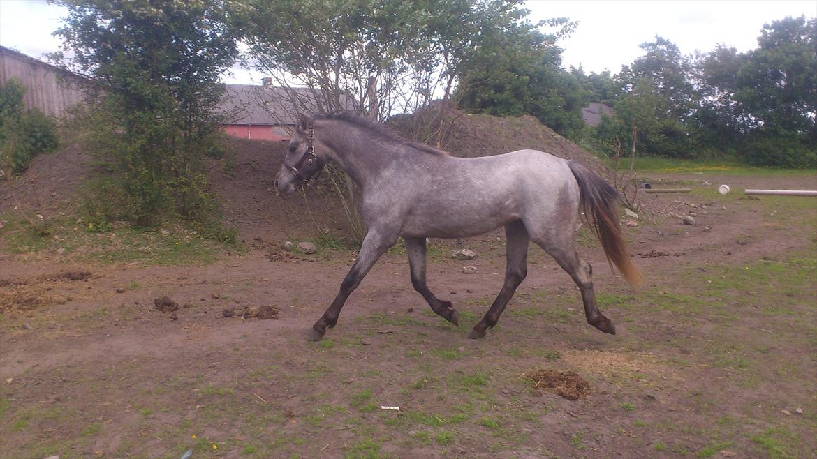 Welsh Pony (sec B) Mirain Talisman billede 14