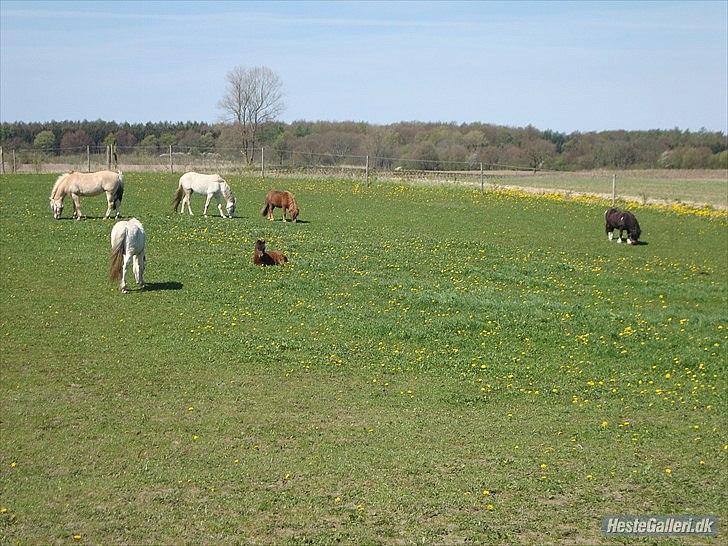 Fjordhest columbine bøgely - Velkommen til colum's profil 
-kan starte med og sige her er den bedste flok.....de er sku dejlige alle sammen.... billede 1