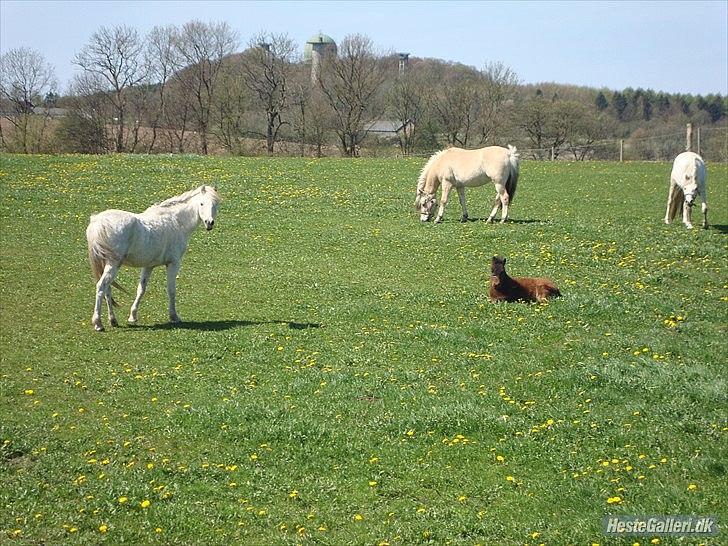 Fjordhest columbine bøgely - De sødeste,dejligste og bedst ponyer... billede 2