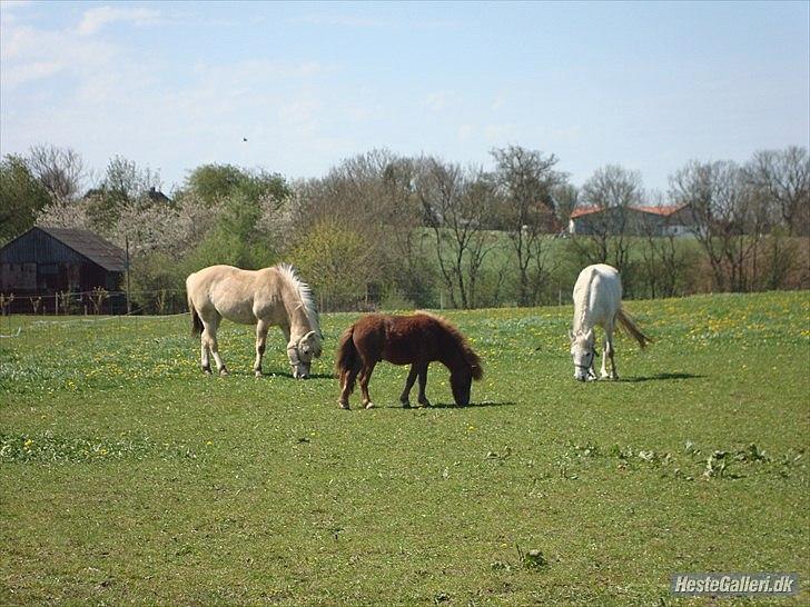 Fjordhest columbine bøgely - fuck de skønne var? billede 3