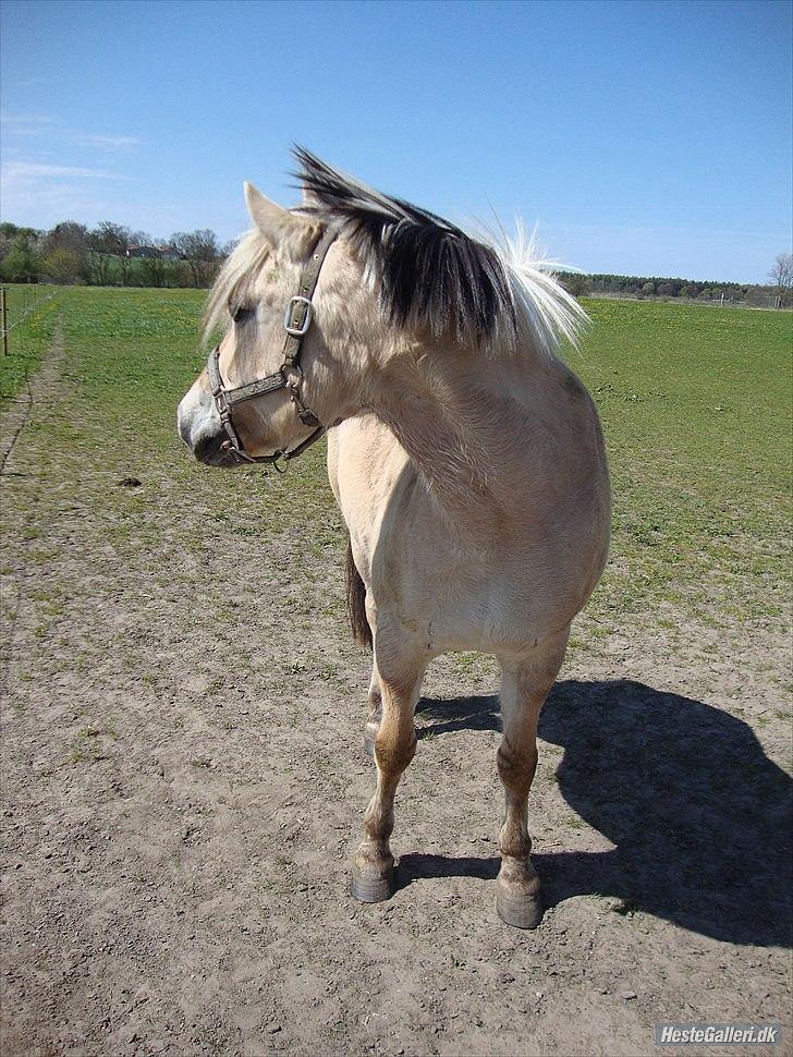 Fjordhest columbine bøgely - colum da hun havede lang man men den er blevet kort igen.... billede 4