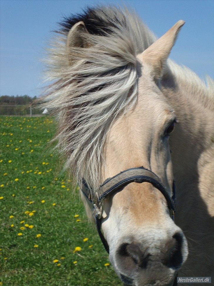 Fjordhest columbine bøgely - fuck en lækker pony der stor der hun bliver sku 21år til næste år det kan man ikke se:-) billede 5