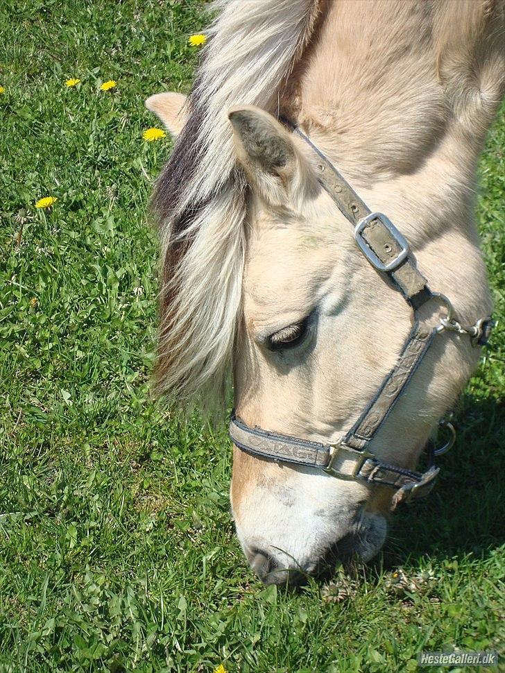 Fjordhest columbine bøgely - man kan bare se nogen af hendes muskler... billede 6