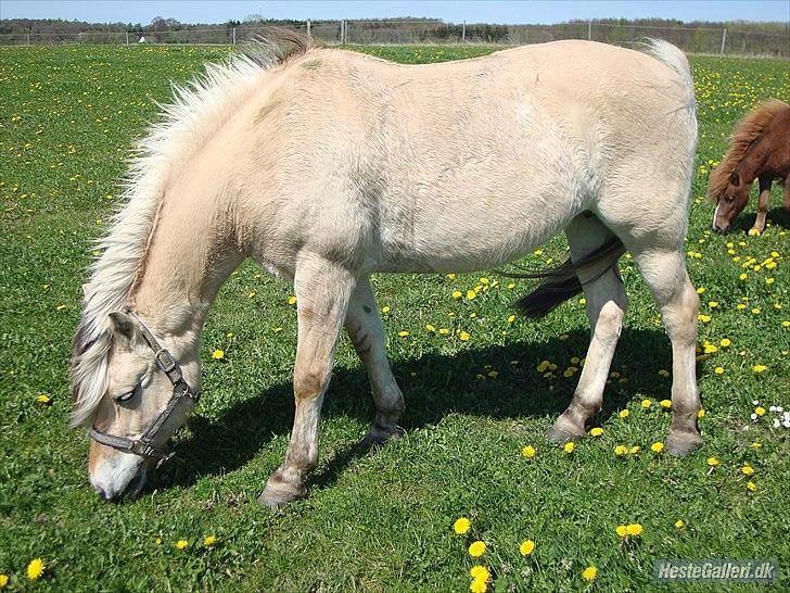 Fjordhest columbine bøgely - her er hun ikke engang belvet tyg ligesom hun er nu... billede 7