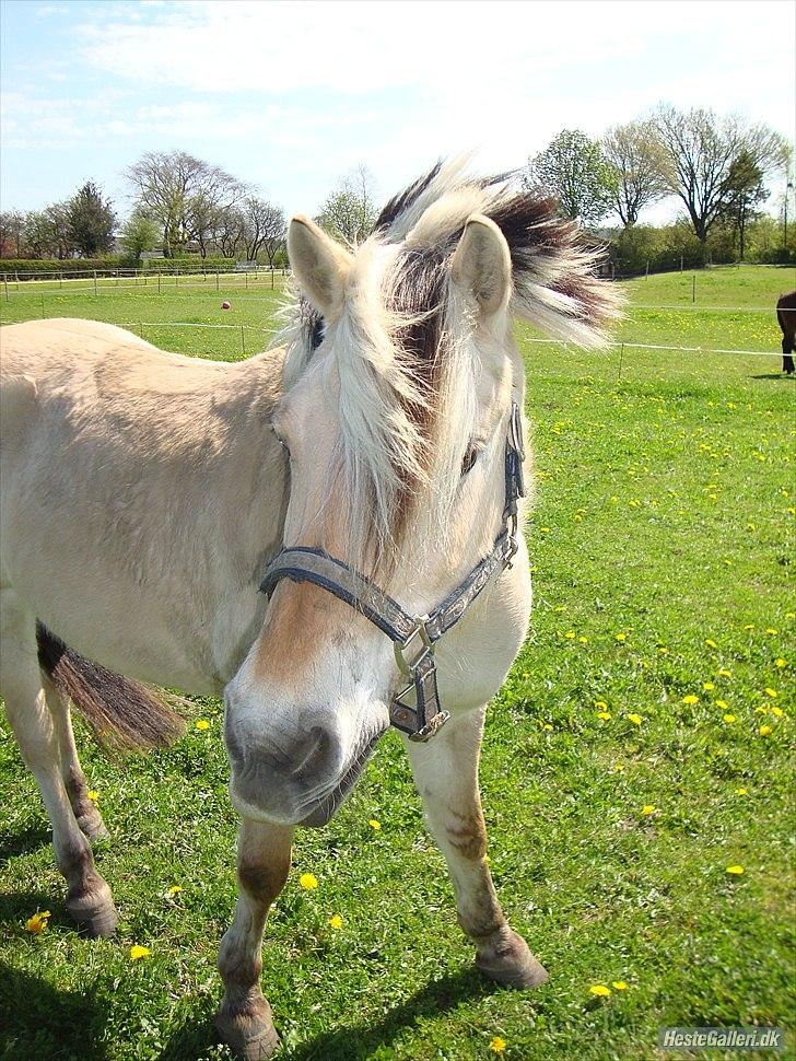Fjordhest columbine bøgely - fuck hun er bare dejlig vis i bare viste hvordan hun har set ud, så ville i dø! hun er blevet rigtig pæn igen... billede 8