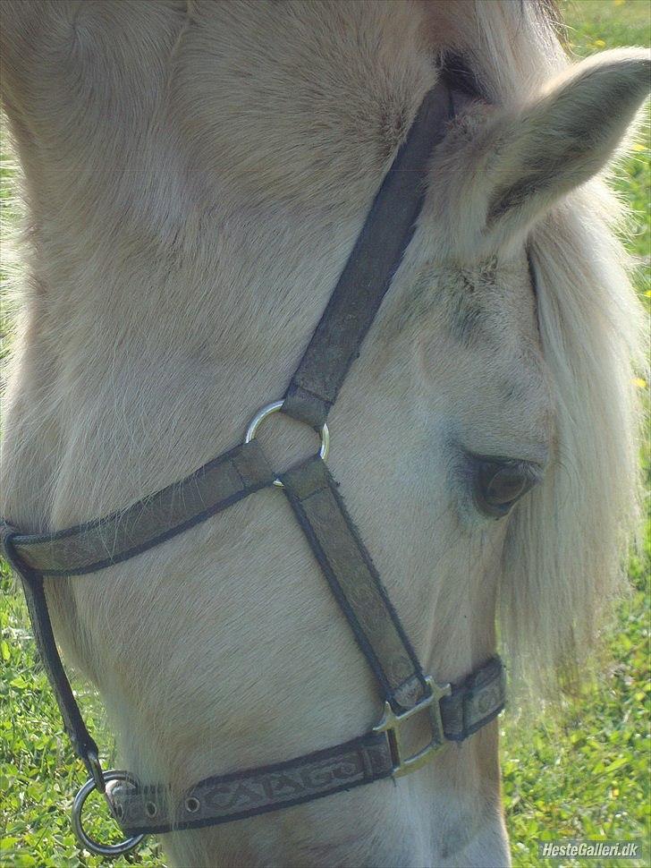 Fjordhest columbine bøgely - kender sku ikke nogen 20årig fjordhest der er så flot... billede 9
