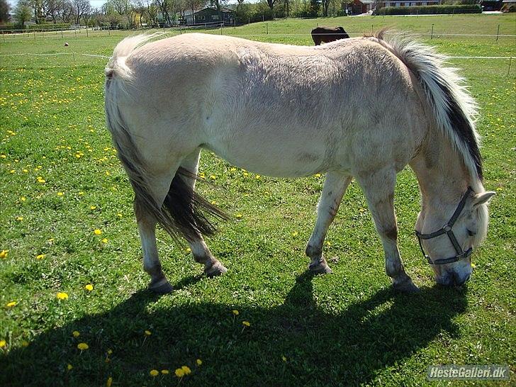 Fjordhest columbine bøgely - fede fjorbolle... billede 10