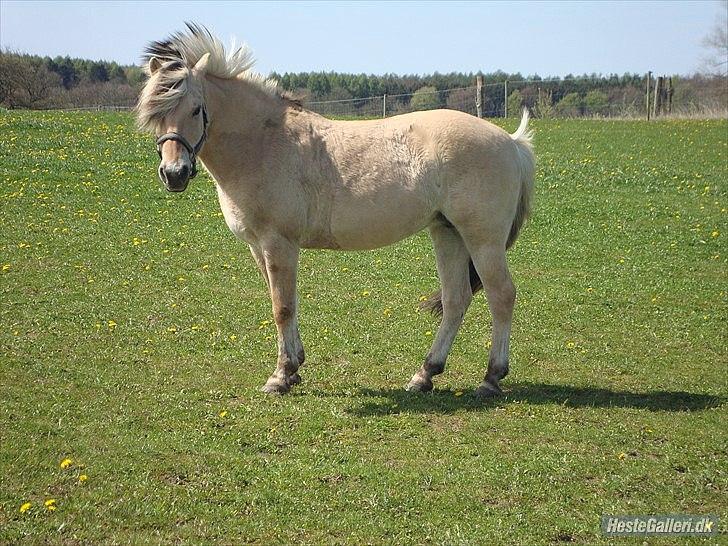 Fjordhest columbine bøgely - prøv lige og se hende engang er hun ikke bare dejlig.... billede 11